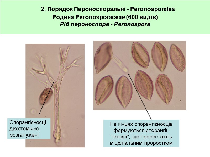 Родина Peronosporaceae (600 видів) Рід пероноспора - Peronospora 2. Порядок Пероноспоральні - Peronosporales Спорангієносці